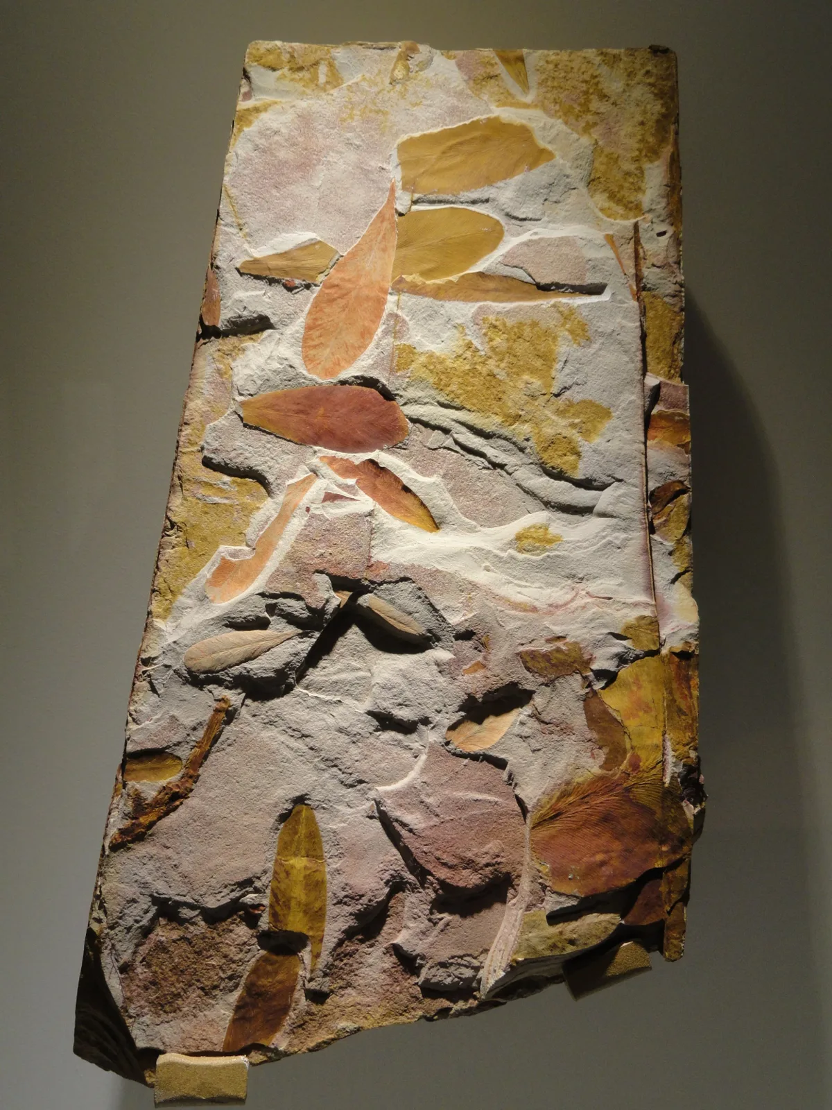 Glossopteris fossil, the ancient plant central to the Gondwana story