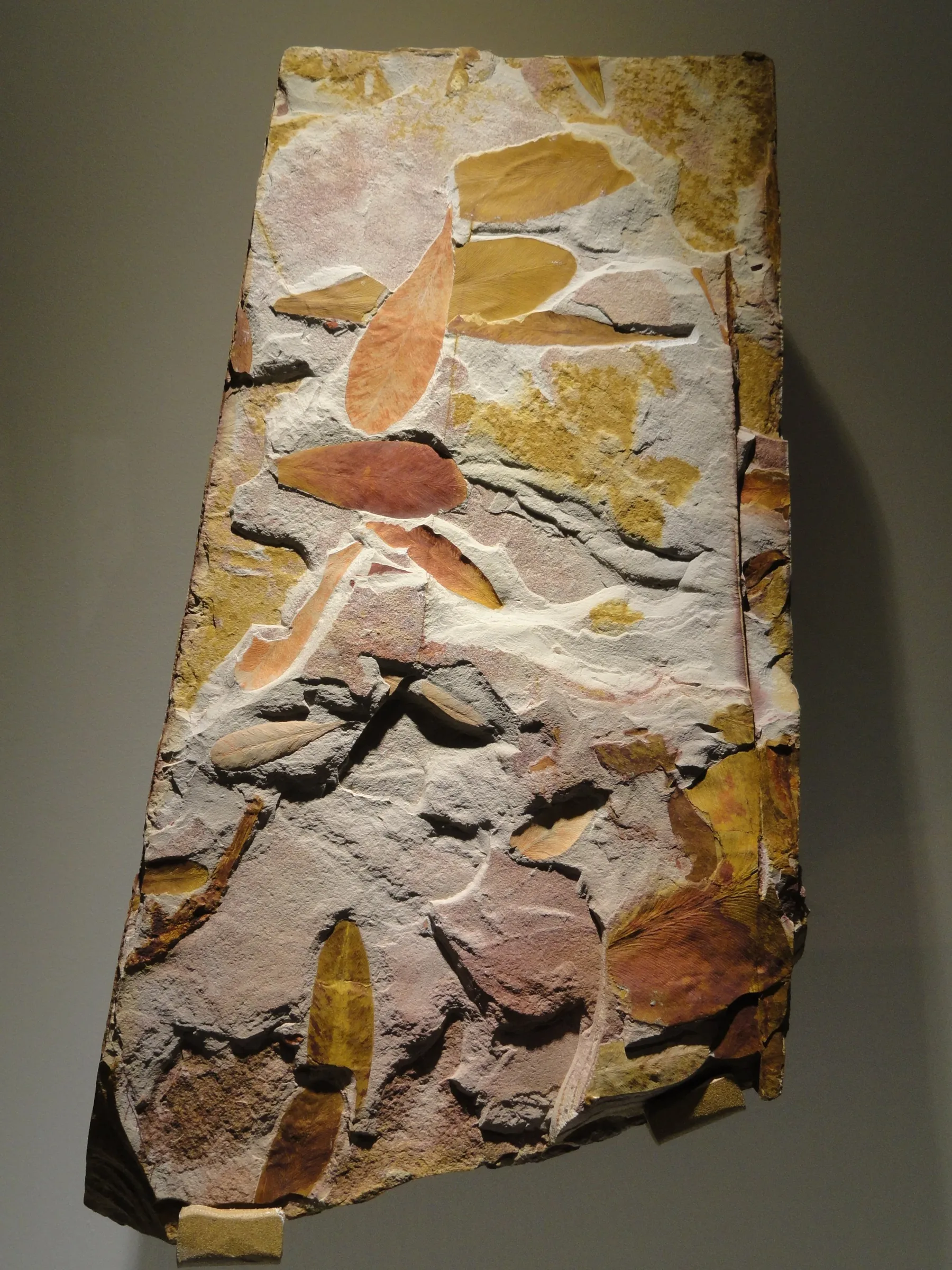 Glossopteris fossil, the ancient plant central to the Gondwana story